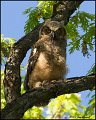 _0SB8039 great-horned owlet